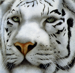 Will Bullas Fine Art Open Edition Canvas :"Maharaja"