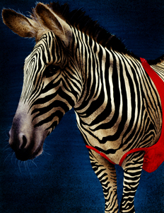 Will Bullas Fine Art Open Edition Canvas :"Zee-Bra" Will Bullas Fine Art Open Edition Canvas :"Zee-Bra"