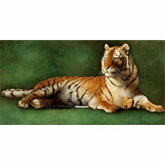 Will Bullas Fine Art Open Edition Watercolor Paper :"Tiger's Woods"