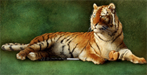 Will Bullas Fine Art Open Edition Watercolor Paper :"Tiger's Woods" Will Bullas Fine Art Open Edition Watercolor Paper :"Tiger's Woods"