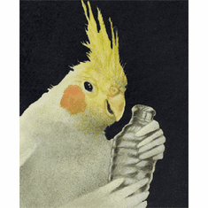 Will Bullas Fine Art Signed Open Edition Canvas :"Cockatiel Shaker"