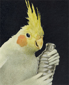 Will Bullas Fine Art Signed Open Edition Canvas :"Cockatiel Shaker"