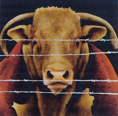 Will Bullas Fine Art Signed Open Edition Paper :"A Bunch of Bull" Will Bullas Fine Art Signed Open Edition Paper :"A Bunch of Bull"