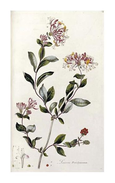 William Curtis Fine Art Open Edition Gicl&eacute;e:"A Colour Plate from Curtis' Flora Londinesis"