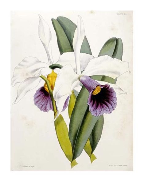 William Curtis Fine Art Open Edition Gicl&eacute;e:"Lily"