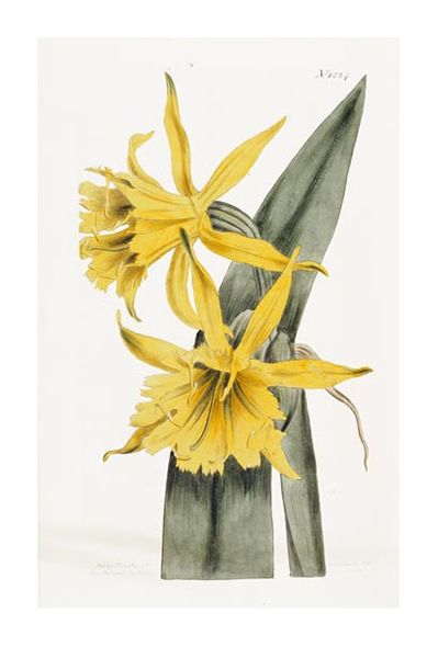William Curtis Fine Art Open Edition Gicl&eacute;e:"Narcissi"