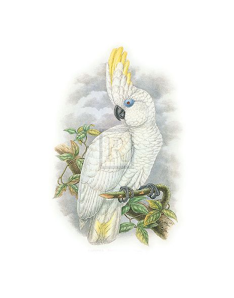 William Hart Hand Numbered Limited Edition Print on Paper :"Cacatua Ophthalmica II"