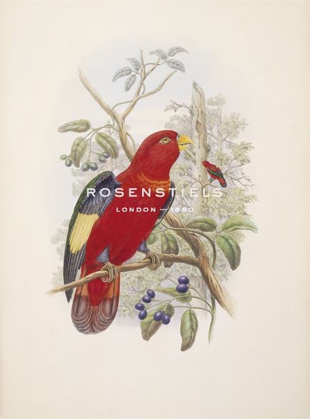 William Hart Hand Numbered Limited Edition Print on Paper :"Lorius Tibialis"