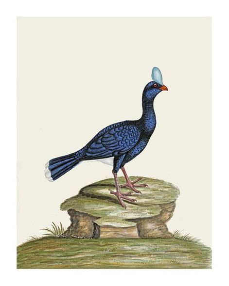 William Hayes Fine Art Open Edition Gicl&eacute;e:"A Male Curhew"