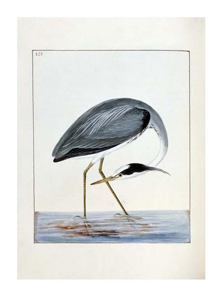 William Lewin Fine Art Open Edition Gicl&eacute;e:"Heron"
