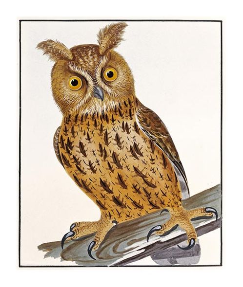 William Lewin Fine Art Open Edition Gicl&eacute;e:"Owl"