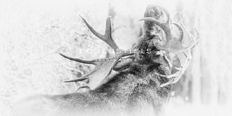 Wink Gaines 48 x 24 in. Open Giclee Canvas:"Call"