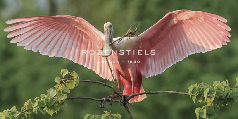 Wink Gaines 48 x 24 in. Open Giclee Canvas:"Nesting Spoonbill"