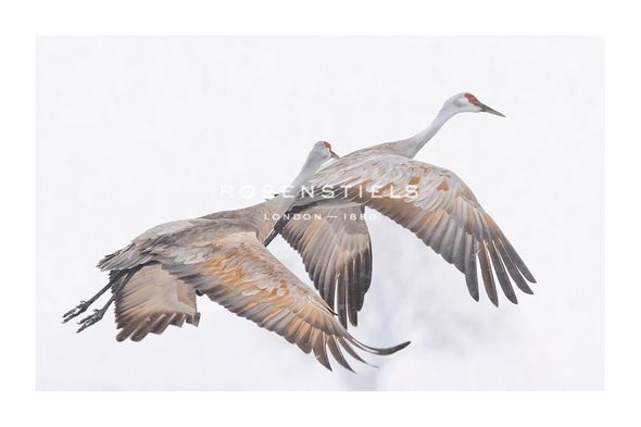 Wink Gaines Hand Numbered Limited Edition Print on Paper :"En Route"
