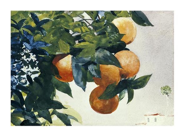 Winslow Homer Fine Art Open Edition Gicl&eacute;e:"Oranges on a Branch"