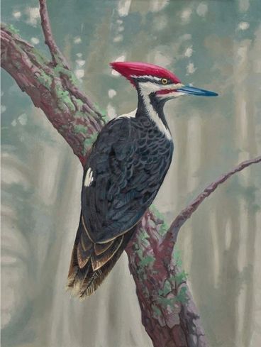 Zac Kinkade Limited Edition Canvas Giclee:"Knock Wood" Zac Kinkade Limited Edition Canvas Giclee:"Knock Wood"