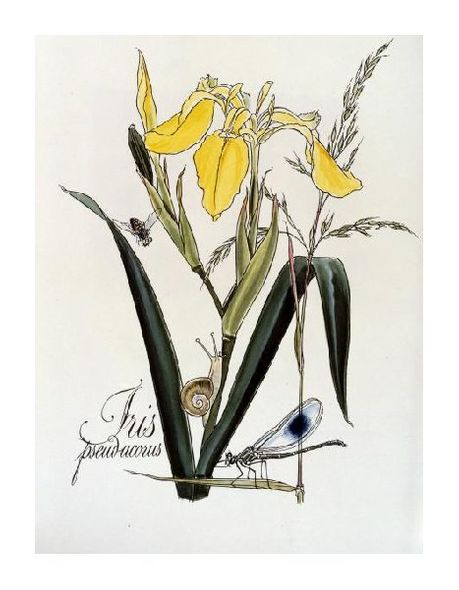 Zapf and Rosenberger Fine Art Open Edition Gicl&eacute;e:"Iris with a Snail and Dragonfly"