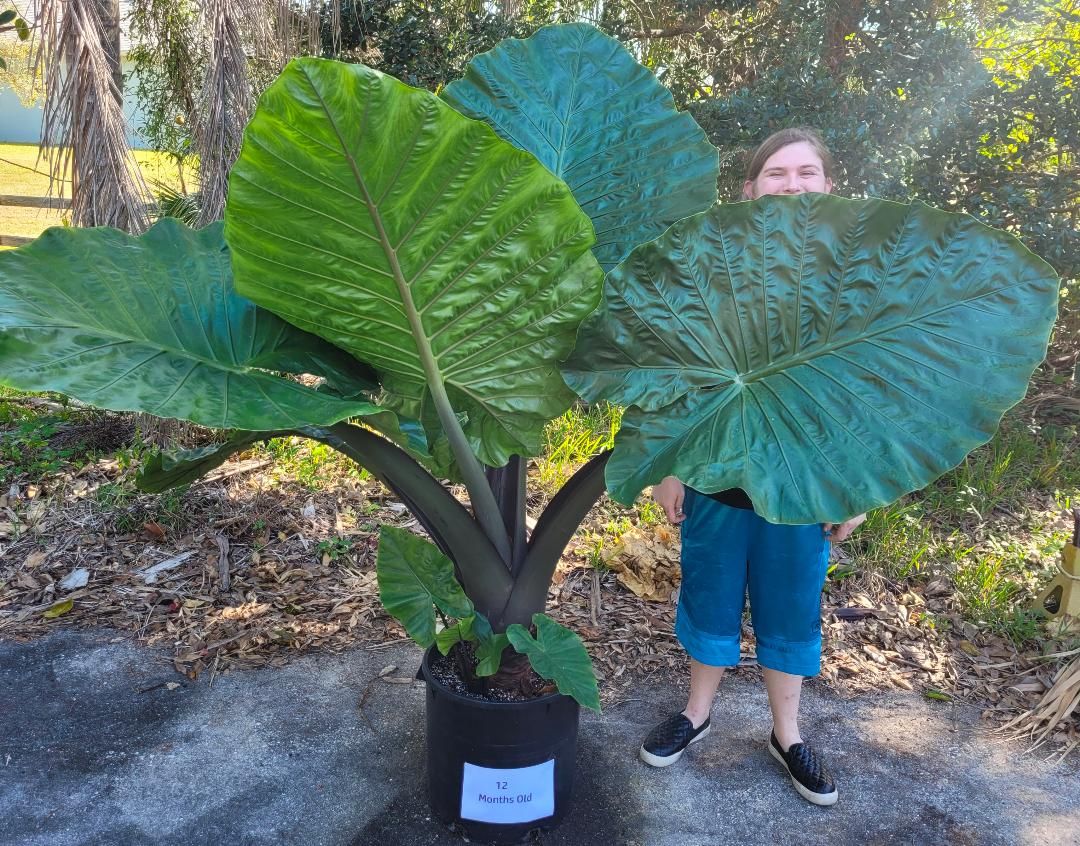 Buy Alocasia 'Dark Star' Elephant Ear