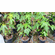 Solo - Dwarf Papaya Plant 