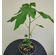 Solo - Dwarf Papaya Plant 