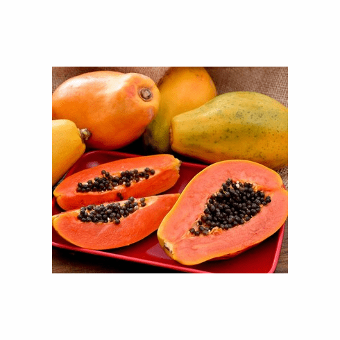 Solo - Dwarf Papaya Plant 
