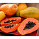 Solo - Dwarf Papaya Plant 