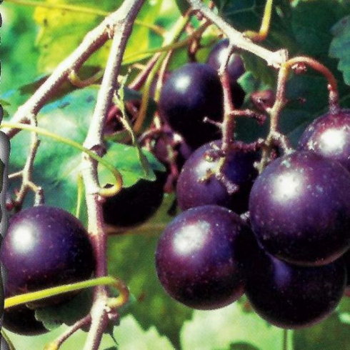Southern Home Muscadine Grape