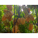 Starfruit Tree - 'Carambola'