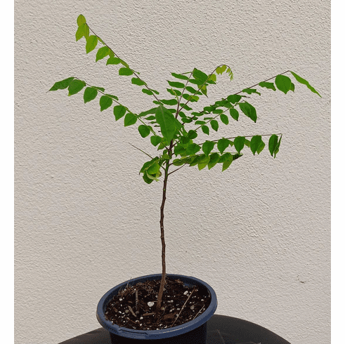 Starfruit Tree - 'Carambola'