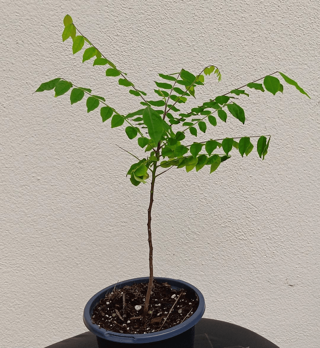 Starfruit Tree - 'Carambola'