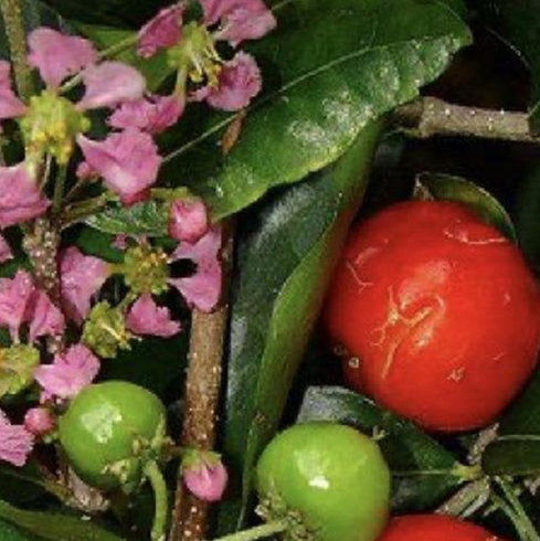 Tropical Barbados Cherry