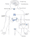 ENDOCRINE SYSTEM