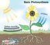 PHOTOSYNTHESIS: ENERGY FROM LIGHT