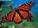 TO BE A BUTTERFLY: A STUDY OF PROTECTIVE STRATEGIES