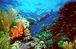 WITHIN THE CORAL WALL: AUSTRALIA'S GREAT BARRIER REEF