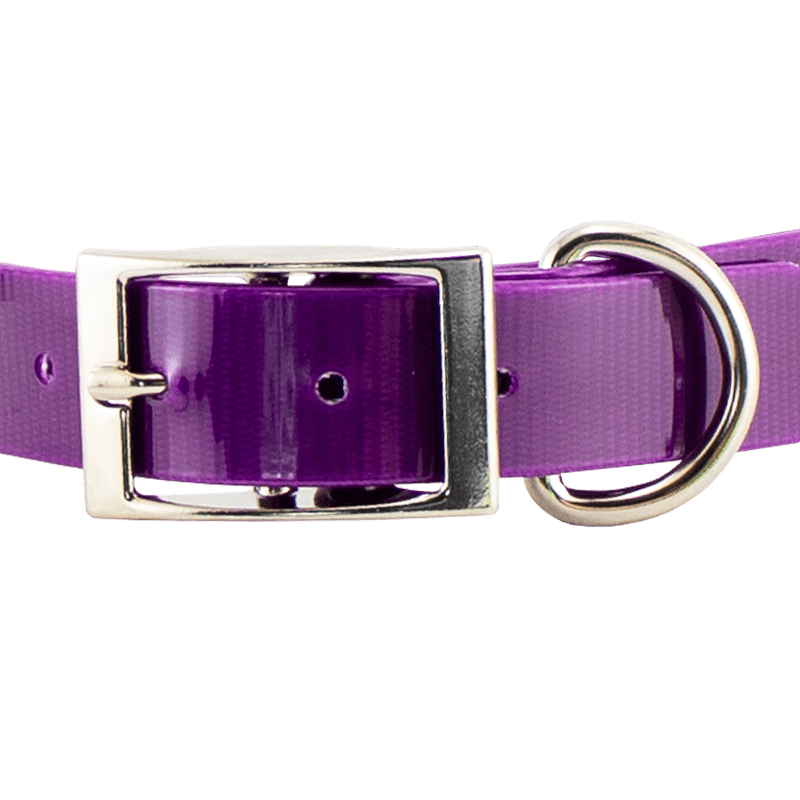 3/4 in. SunGlo Standard Puppy/Small Collar Front of Buckle Detail