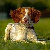 7 Things To Do Right When Your New Puppy Comes Home