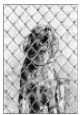 buy  ARTICLE: How to Stop Dogs from Barking using a Remote Training Collar