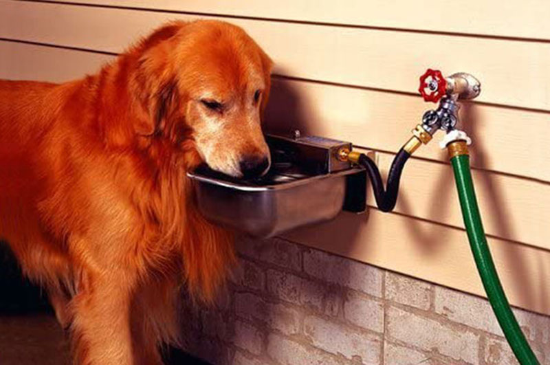 FAQ Automatic Dog Waterers.