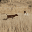 Backing Dog in the Field
