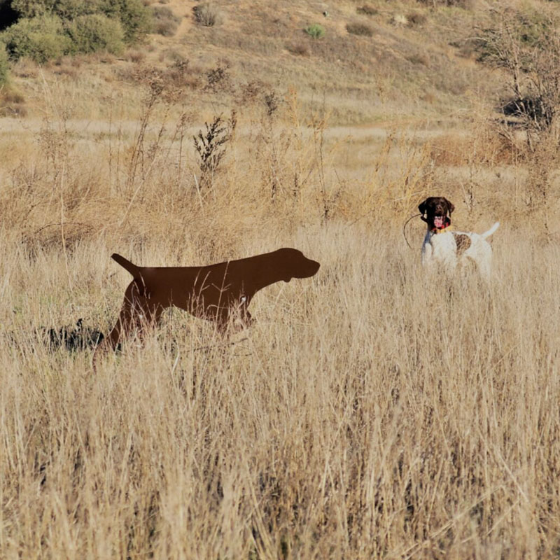 Backing Dog in the Field