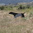 Backing Dog in the Field
