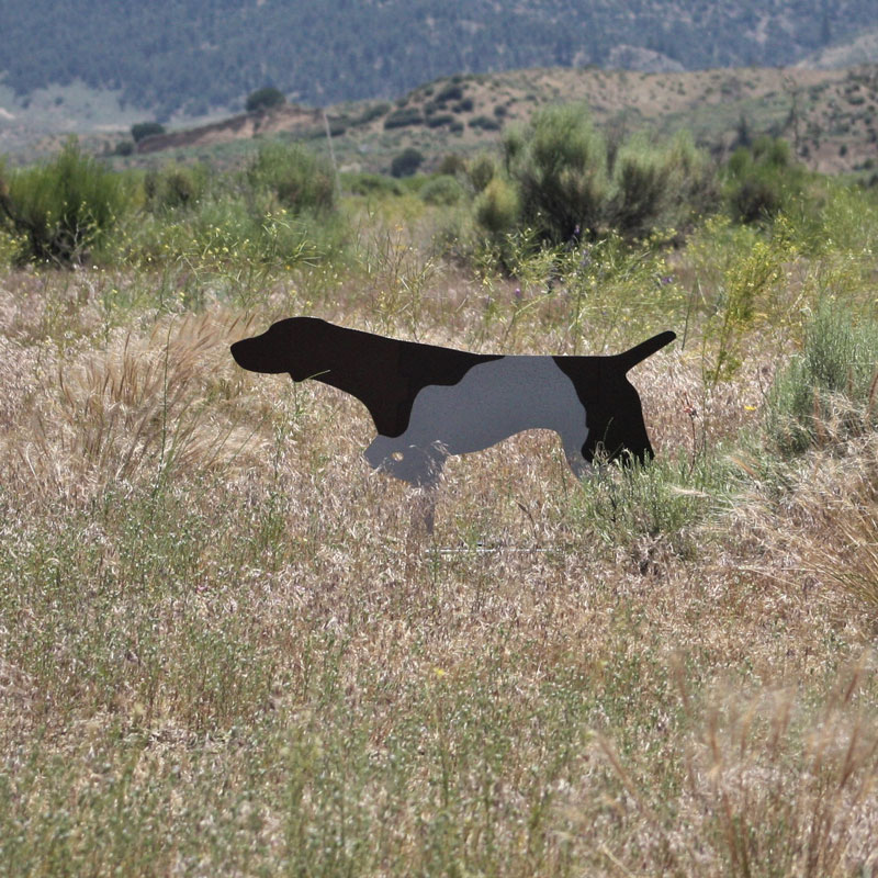 Backing Dog in the Field
