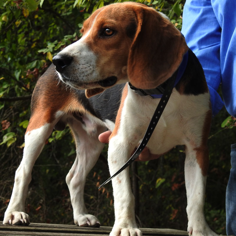 Beagle wearing an SD 3225 Collar