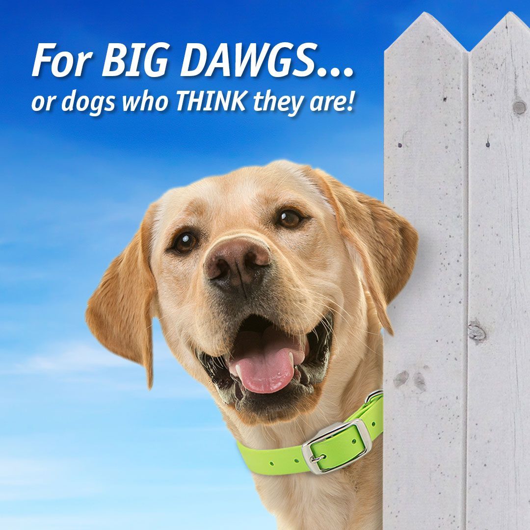 "BIG DAWG" Biothane Dog Collars.