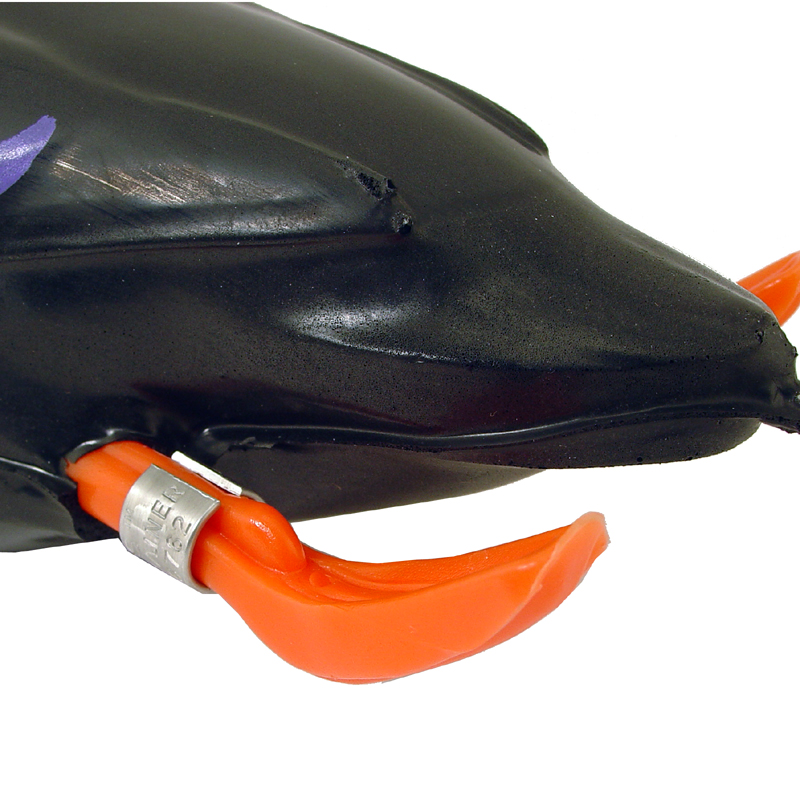 Black Duck Feet Detail