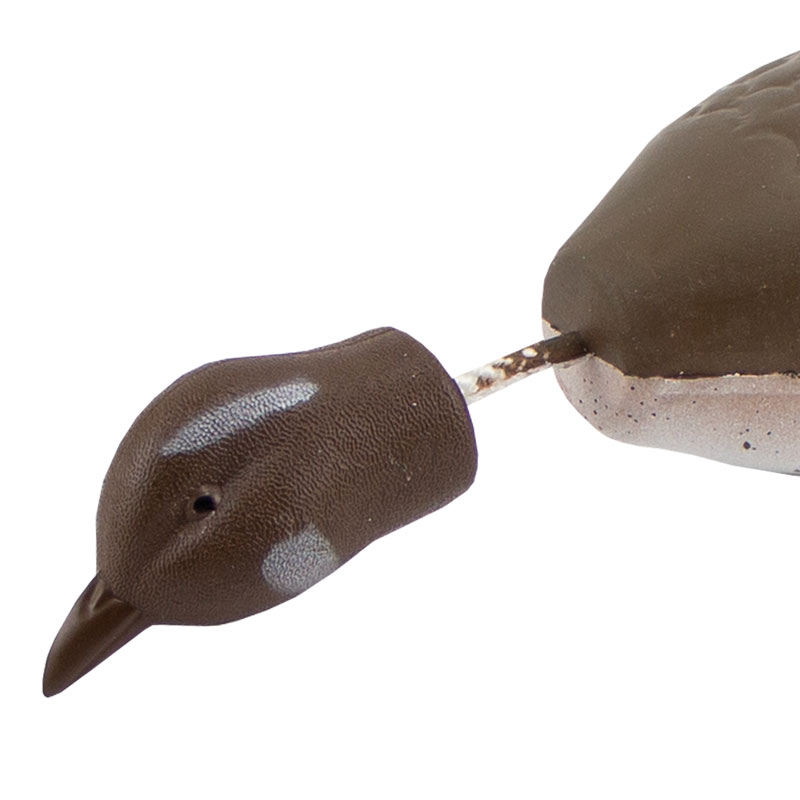 Bobwhite Quail Head Detail