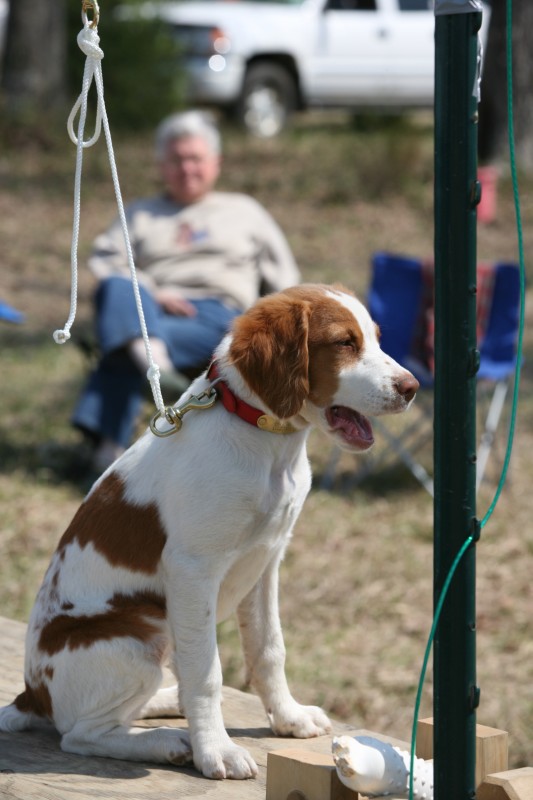 Brandy Gun Dog Supply