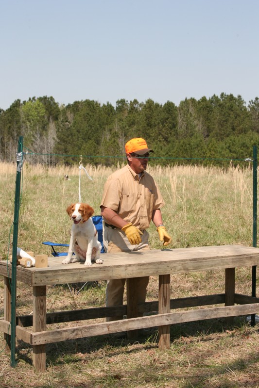 Brandy Gun Dog Supply