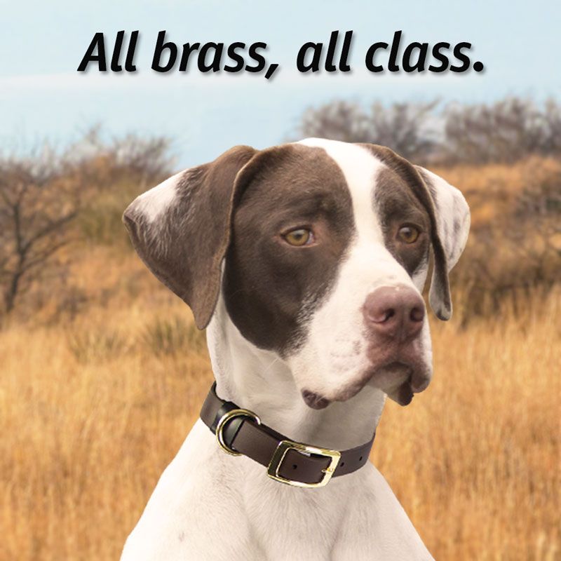 "BRASS DAWG" Biothane Dog Collars.